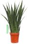Sansevieria Kirkii zimmerpflanze