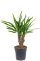 Yucca kamerplant 6