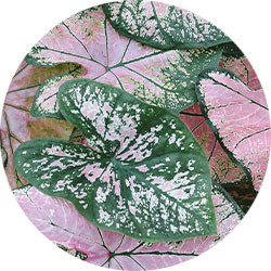 Caladium pflege Caladium pflege