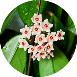 Hoya Hoya
