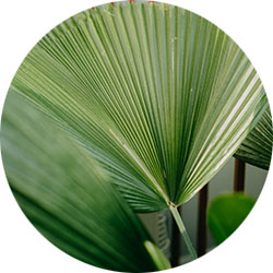 Licuala Grandis Licuala Grandis