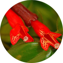 Aeschynanthus Aeschynanthus