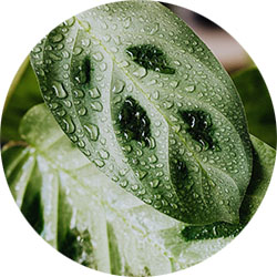 Maranta Maranta