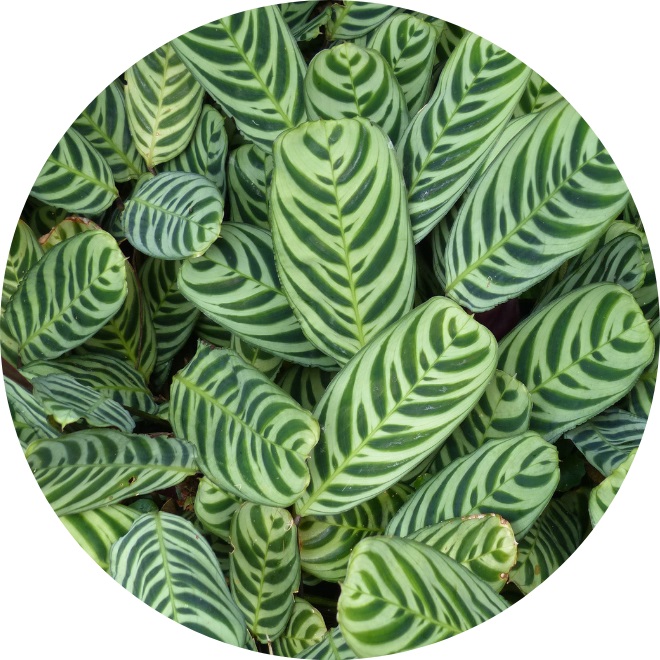 Ctenanthe Ctenanthe