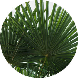 Livistonia Rotundiflolia Livistonia Rotundiflolia