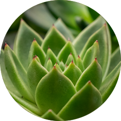 Echeveria Pflege Echeveria Pflege