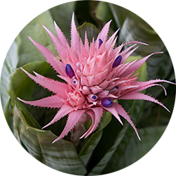 Aechmea Pflege Aechmea Pflege