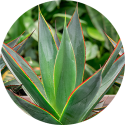 Agave Pflege Agave Pflege