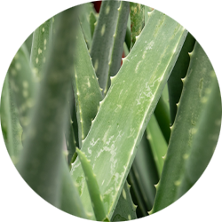 Aloe Vera Pflege Aloe Vera Pflege