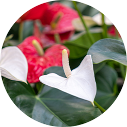 Anthurium Pflege Anthurium Pflege