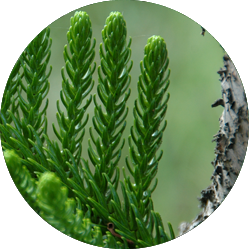 Araucaria Pflege Araucaria Pflege