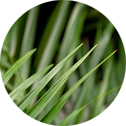 Areca Pflege Areca Pflege