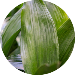 Aspidistra Pflege Aspidistra Pflege