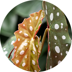 Begonia Pflege Begonia Pflege