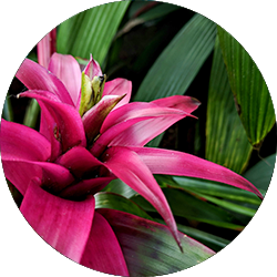 Bromelia Pflege Bromelia Pflege