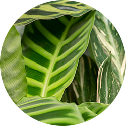 Calathea Pflege Calathea Pflege