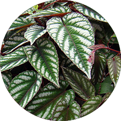 Cissus Pflege Cissus Pflege
