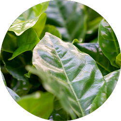 Coffea arabica Pflege Coffea arabica Pflege