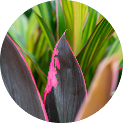 Cordyline Pflege Cordyline Pflege