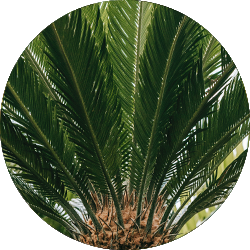 Cycas Pflege Cycas Pflege