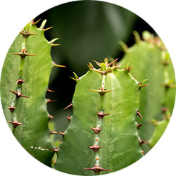 Euphorbia Pflege Euphorbia Pflege