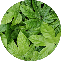 Fatsia Pflege Fatsia Pflege