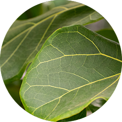 Ficus Lyrata Pflege Ficus Lyrata Pflege