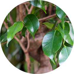Ficus Pflege Ficus Pflege