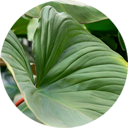 Homalomena Pflege Homalomena Pflege