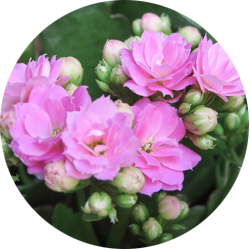 Kalanchoe Pflege Kalanchoe Pflege