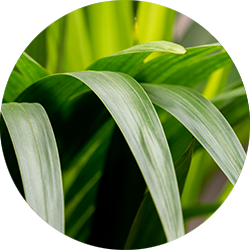 Kentia Palme Pflege Kentia Palme Pflege