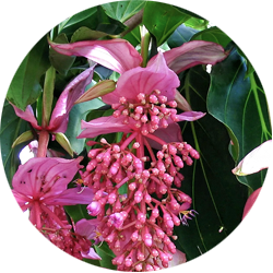 Medinilla Pflege Medinilla Pflege