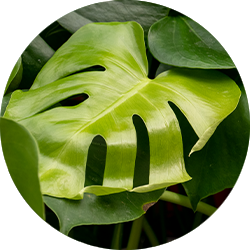Monstera Pflege Monstera Pflege