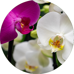 Orchidee Pflege Orchidee Pflege