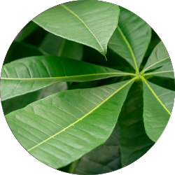 Pachira Pflege Pachira Pflege