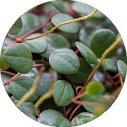 Peperomia Pflege Peperomia Pflege