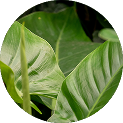 Philodendron Pflege Philodendron Pflege