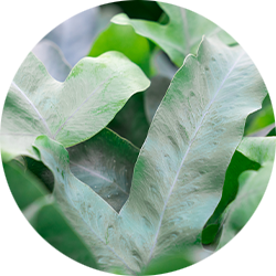 Phlebodium Pflege Phlebodium Pflege