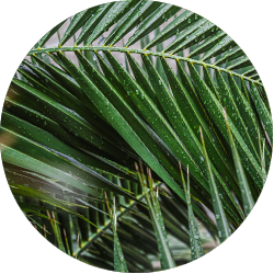 Phoenix Canariensis Pflege Phoenix Canariensis Pflege