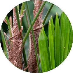 Steckenpalme Pflege Steckenpalme Pflege