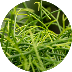 Rhipsalis Pflege Rhipsalis Pflege