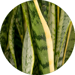 Sansevieria Pflege Sansevieria Pflege