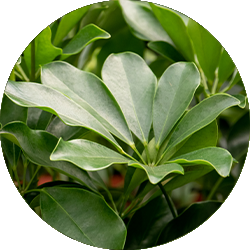 Schefflera Pflege Schefflera Pflege