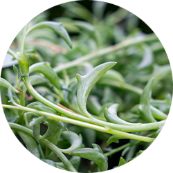 Senecio Pflege Senecio Pflege