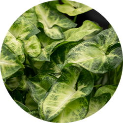 Syngonium Pflege Syngonium Pflege