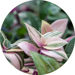 Tradescantia pflege Tradescantia pflege