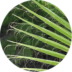 Washingtonia Pflege Washingtonia Pflege