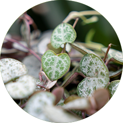 Ceropegia Pflege Ceropegia Pflege