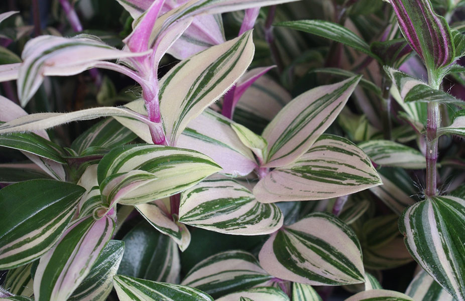 Tradescantia Quadricolor blatt