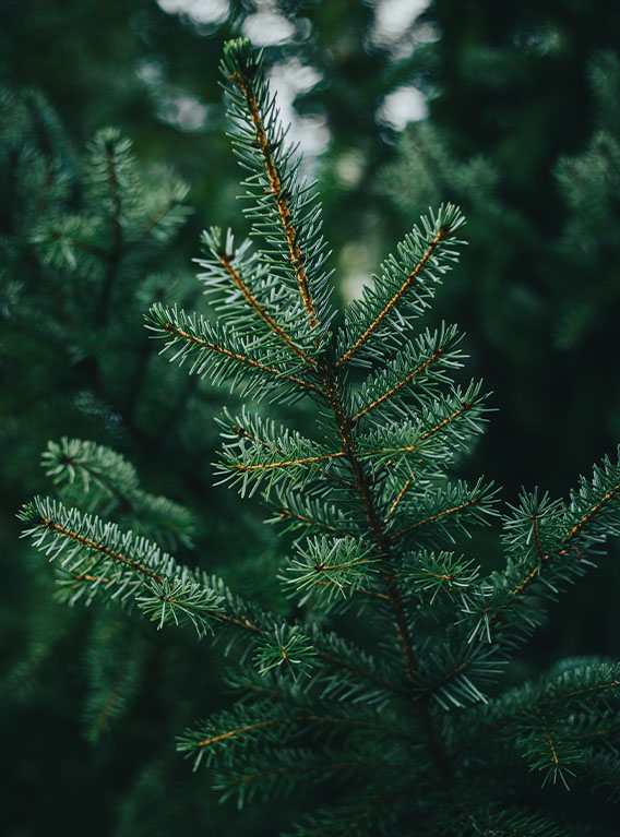 Echten Weihnachtsbaum kaufen